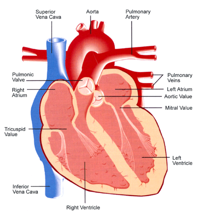 The superior vena seen in the upper left section of this diagram.